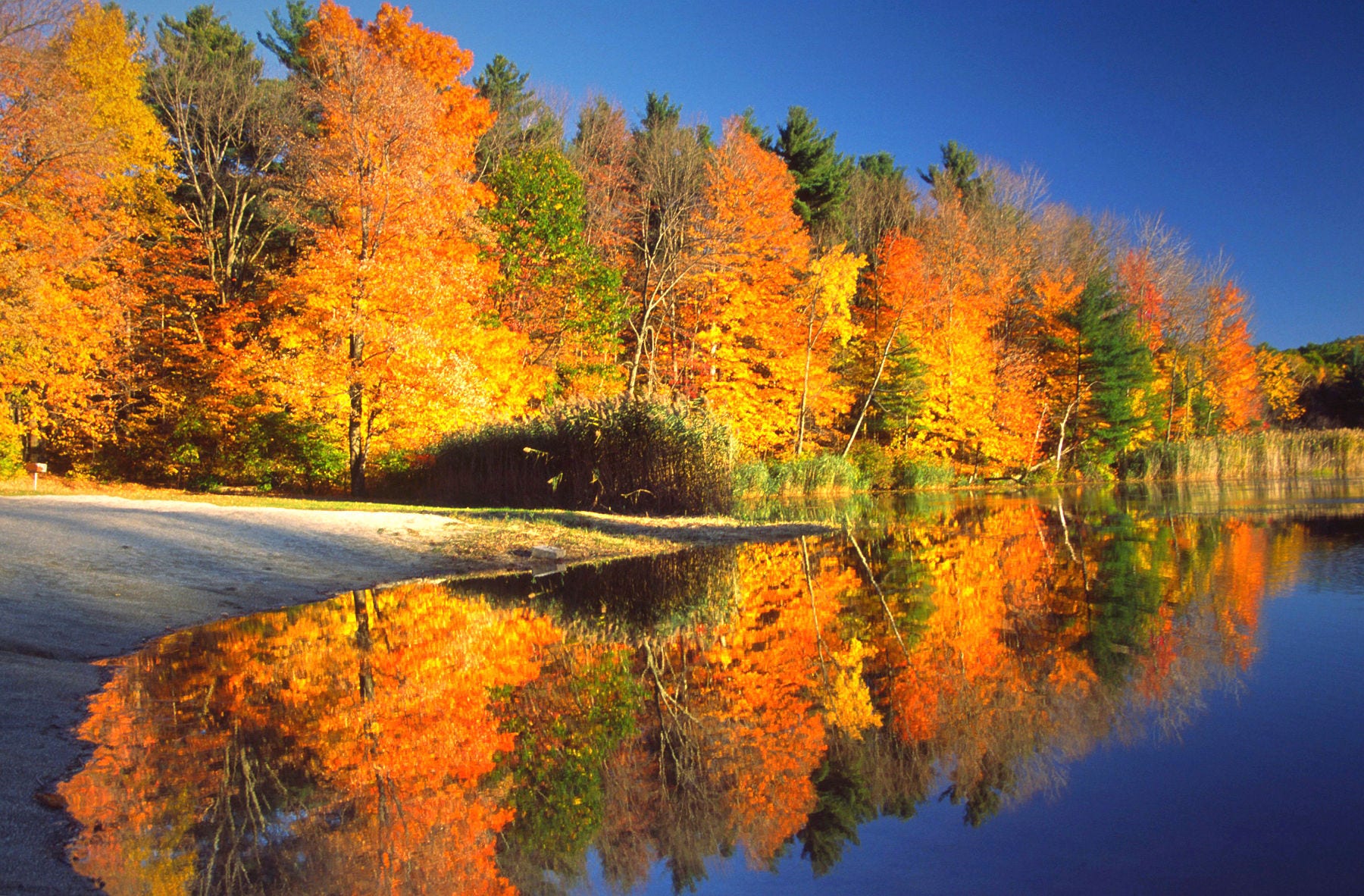 Trees with beautiful orange and yellow fall leaves next to water
