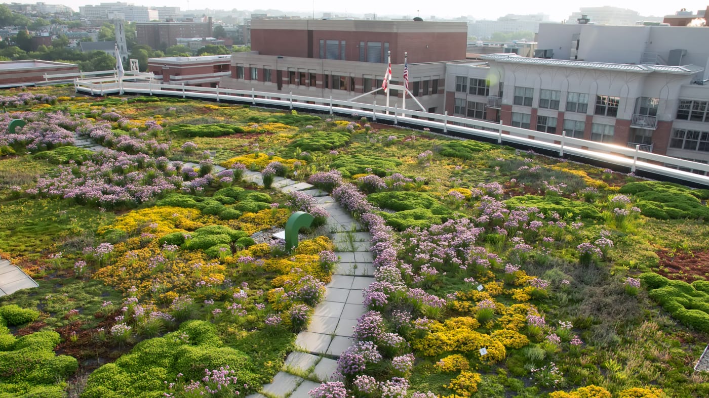 Image of a lush green rooftop garden on an urban building with various flowering plants and a winding pathway, showcasing an example of green building and sustainable design in a city setting.