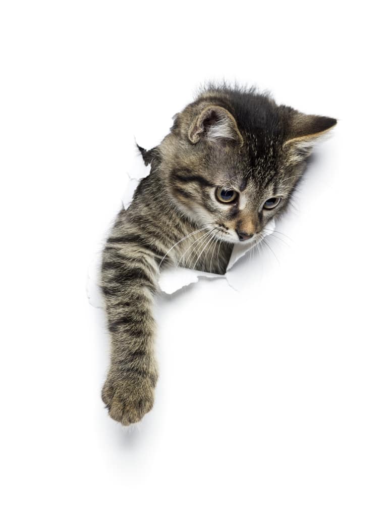 Kitten climbing through wall.