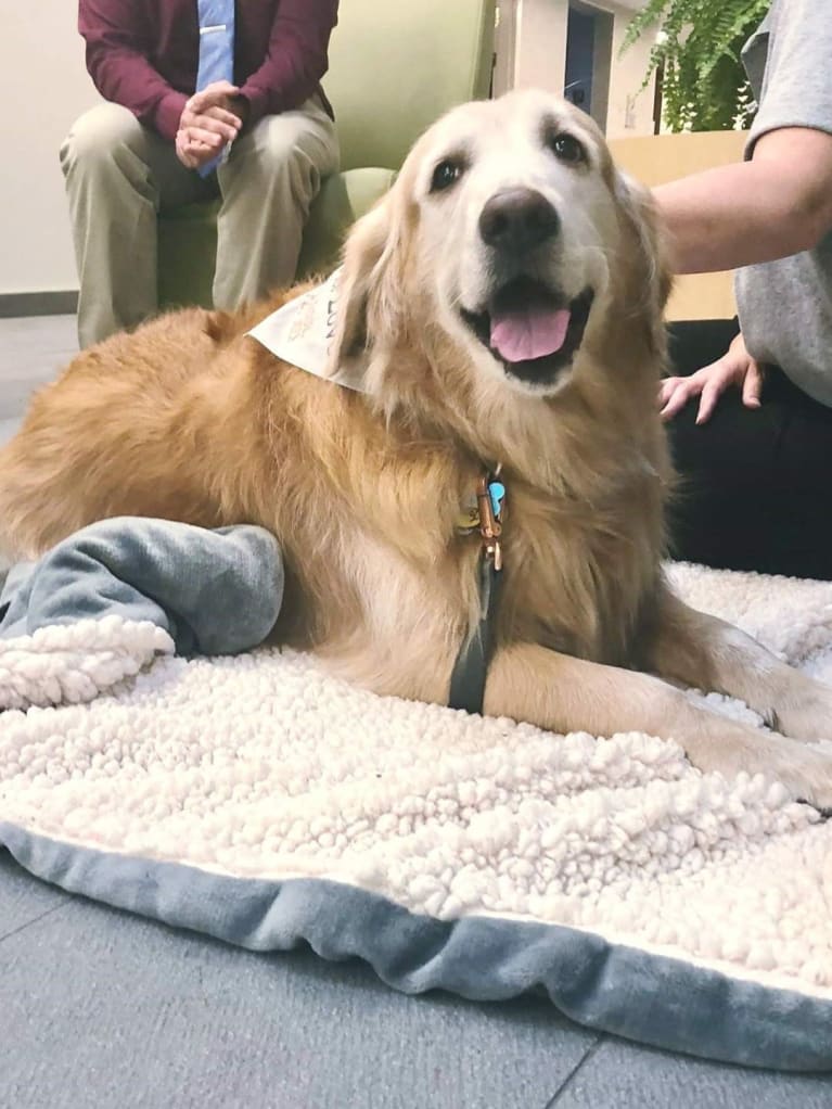 golden retriever visiting an office