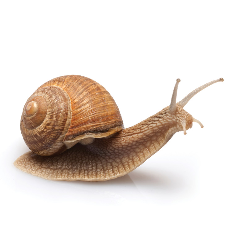 Picture of a snail