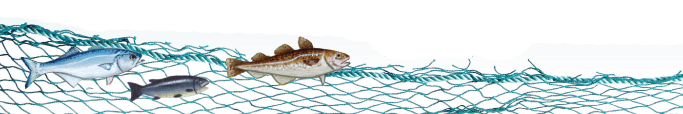 fish on net
