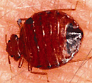 bedbug.jpg