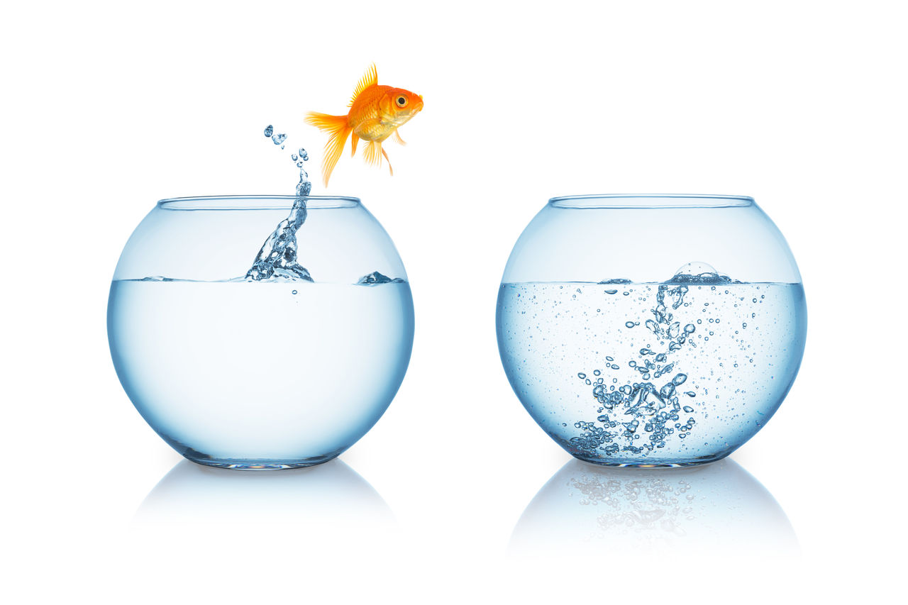 258802610 goldfish-jump-between-bowls