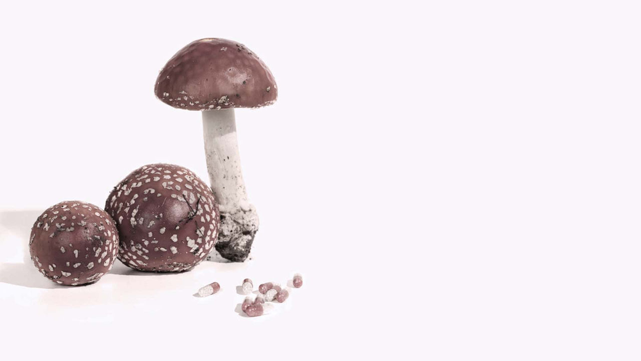 A group of mushrooms on a white background.