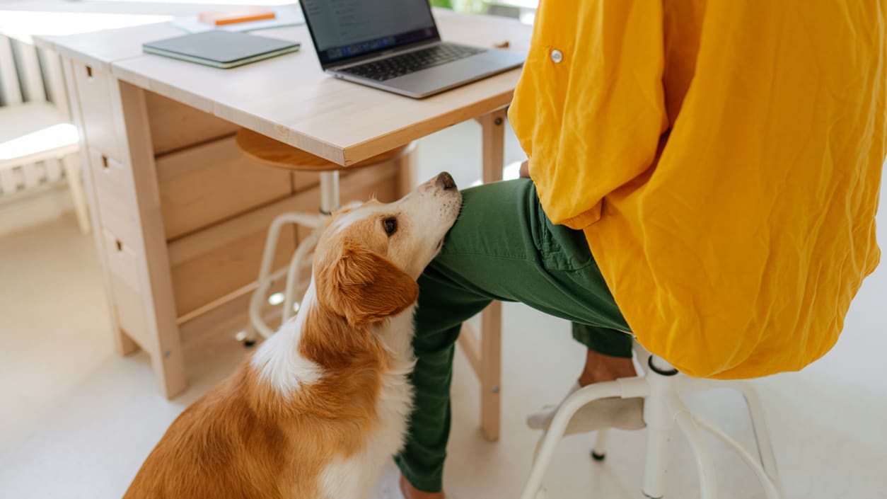 A woman sits at a desk with a dog and a laptop.
