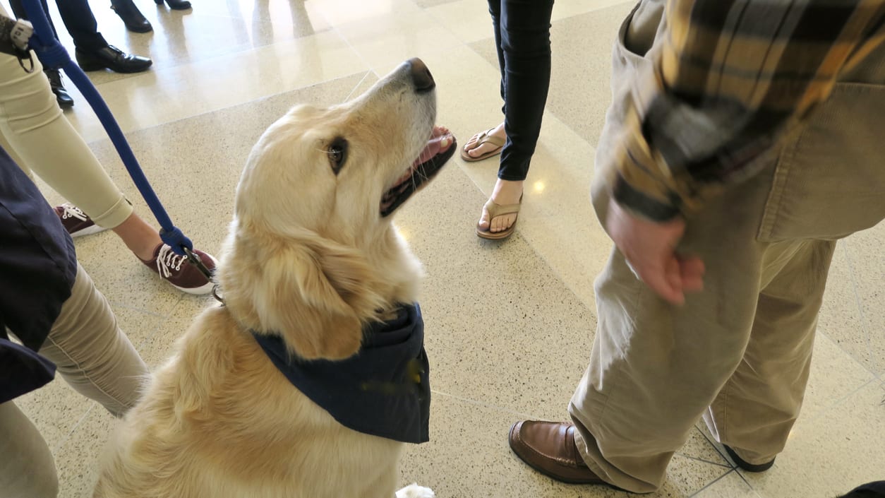 A dog wearing a bandana is standing in a group of people.