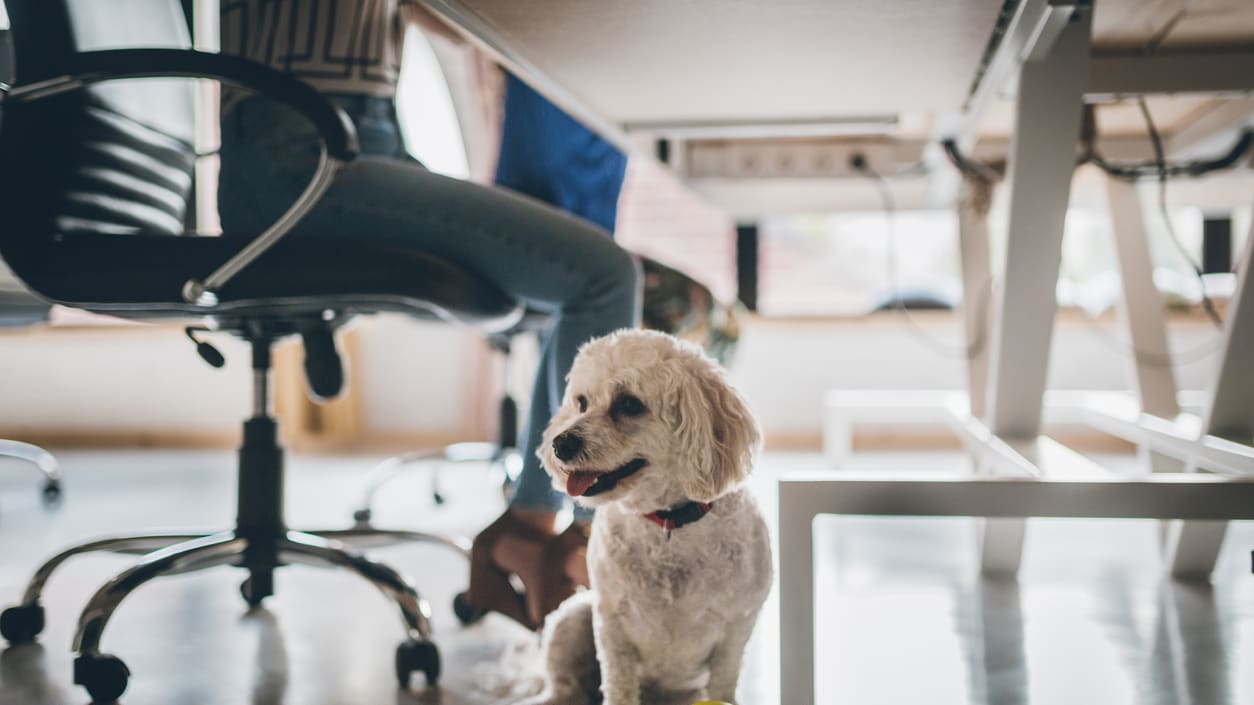 A dog sits in front of a desk with a tennis ball.