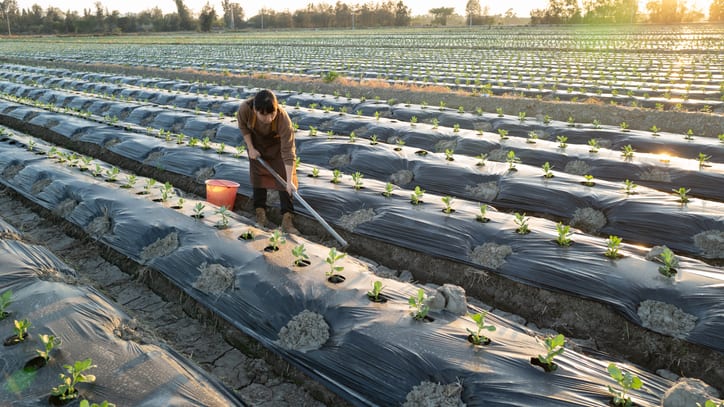 A woman working in a field.