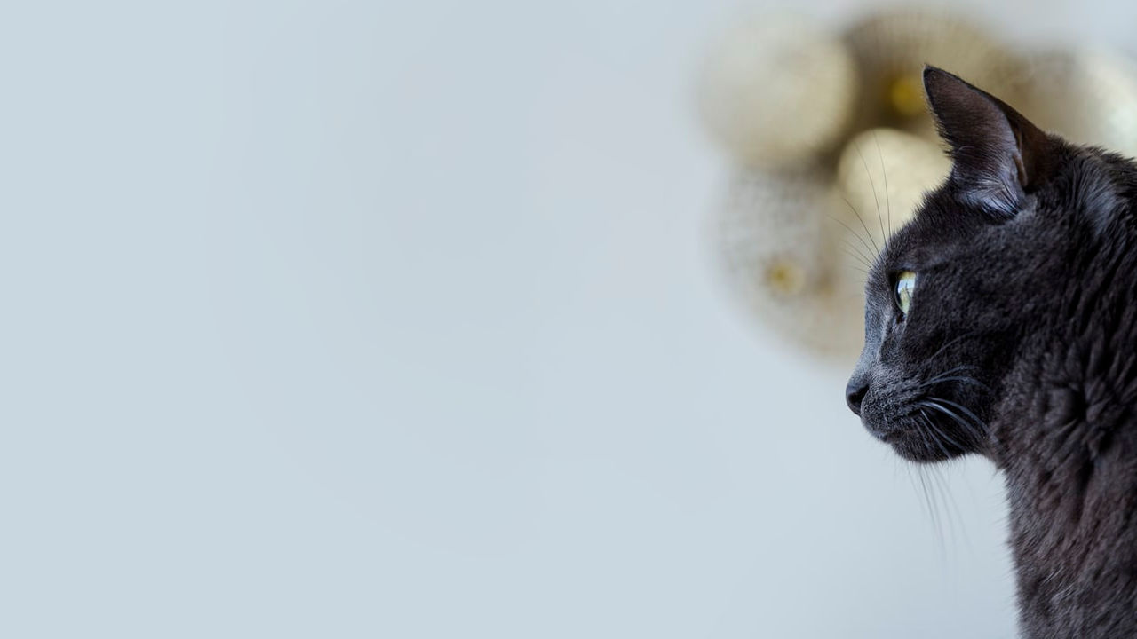 A black cat is staring out into the distance.