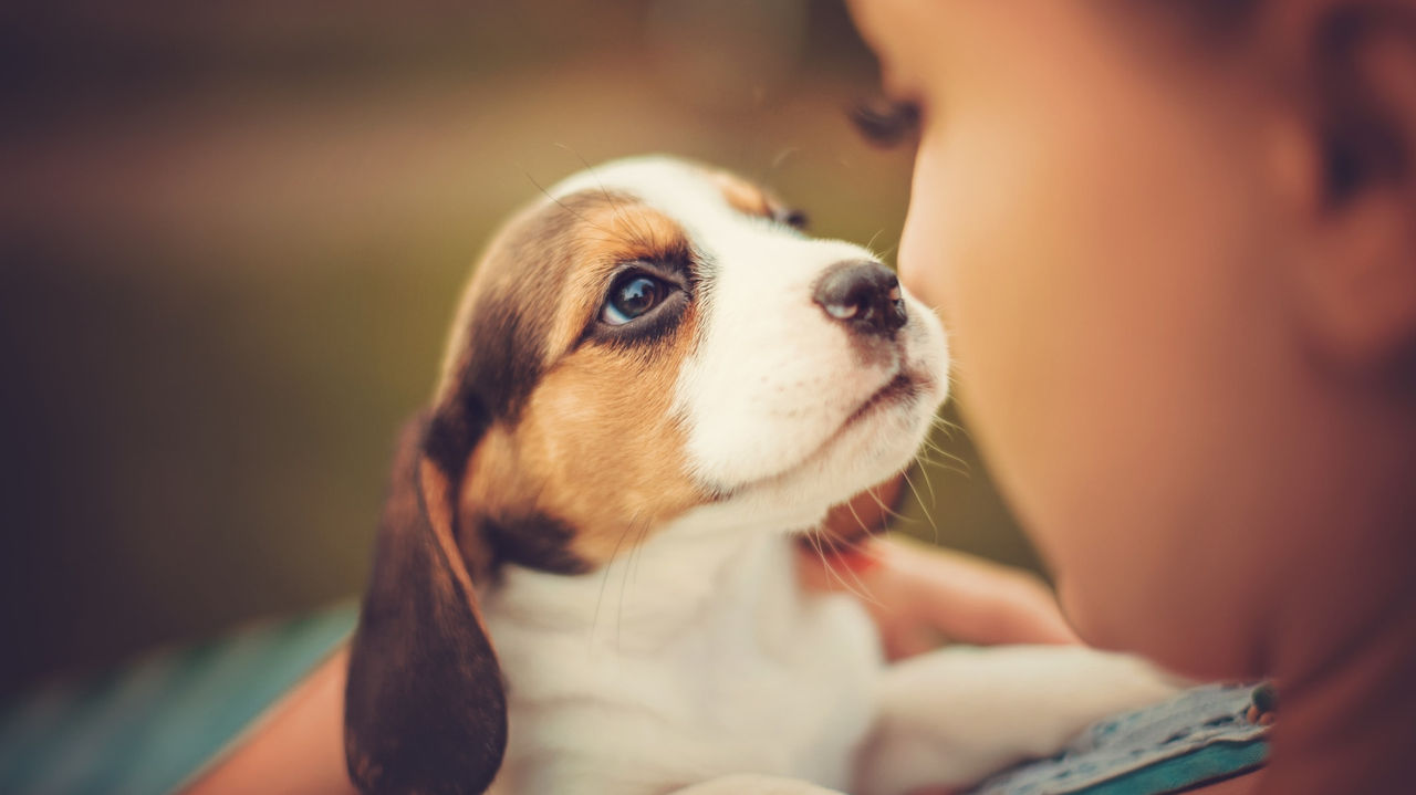 A woman is holding a beagle puppy.