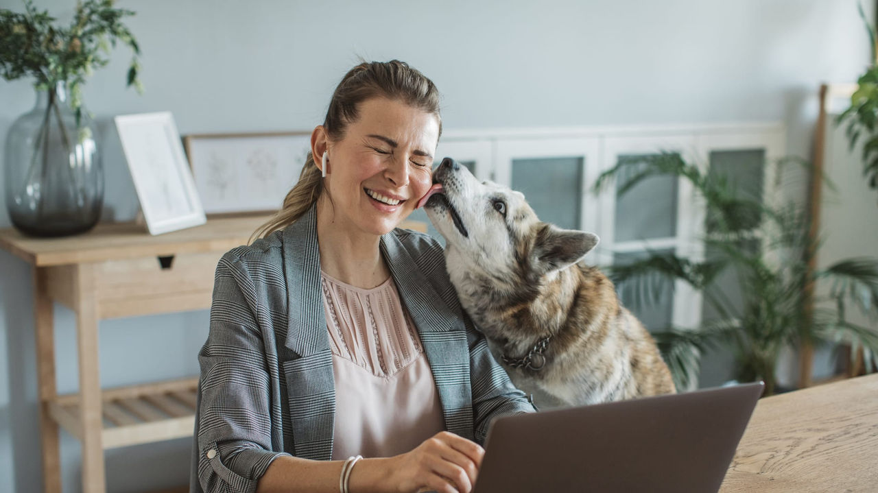 A woman is sitting at a desk with a dog and a laptop.