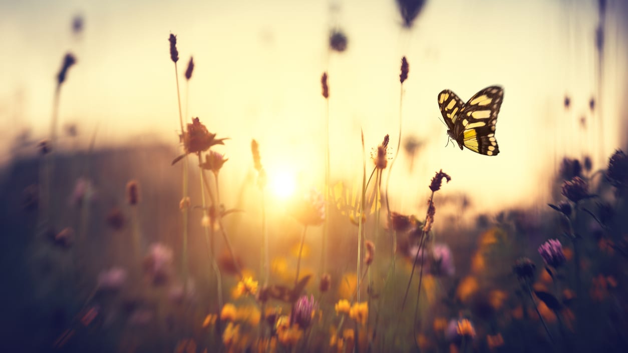 A butterfly flies over a field of flowers at sunset.
