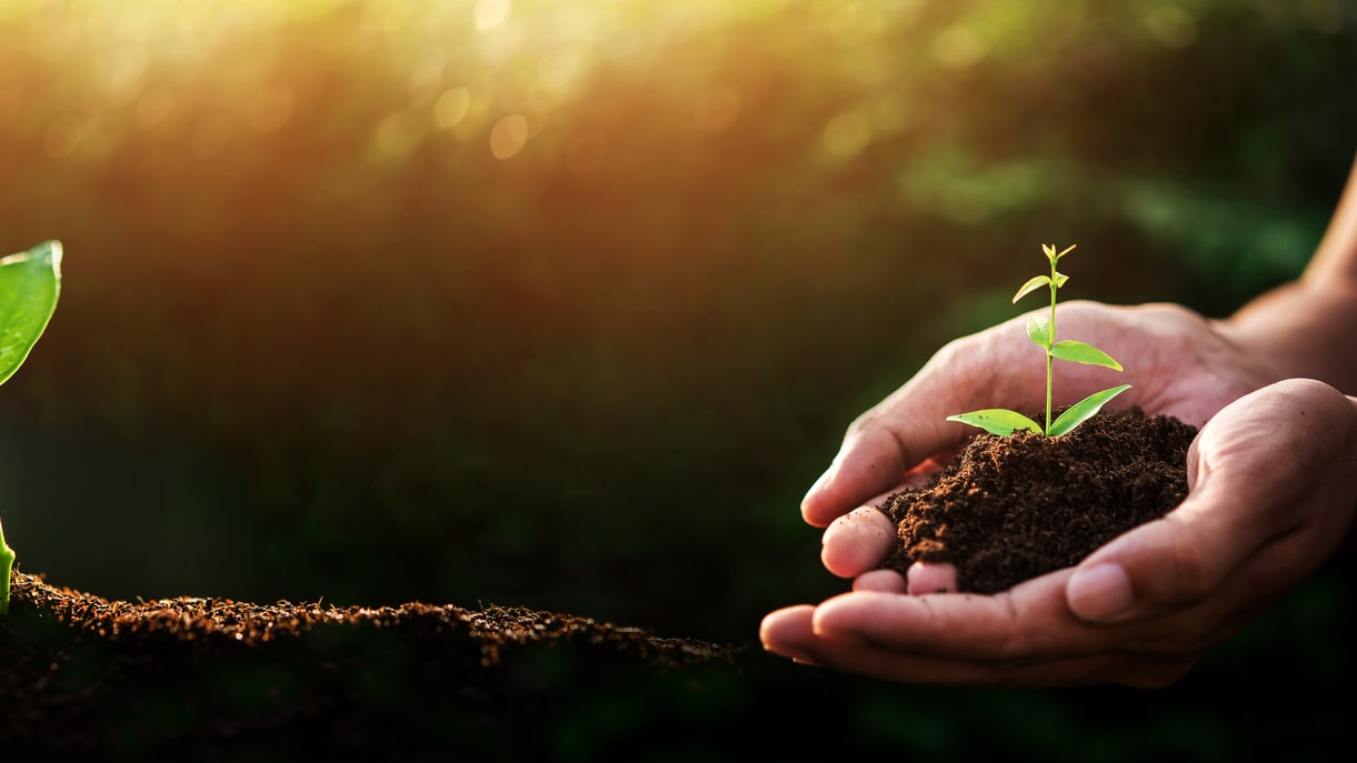 Two hands holding a small plant in the dirt.