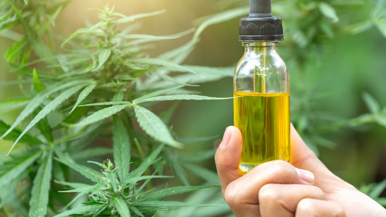A person holding a bottle of cbd oil in front of cbd plants.