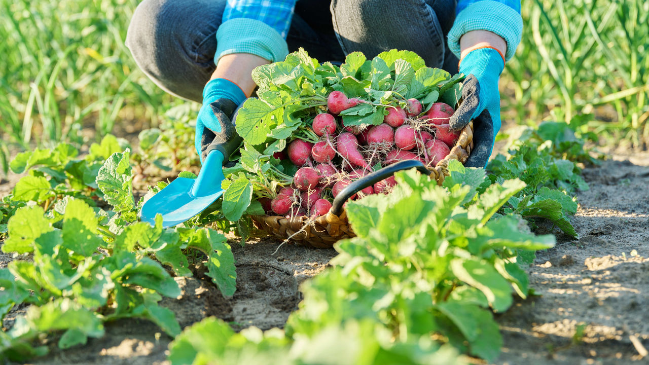 A woman picking radishes in a field.