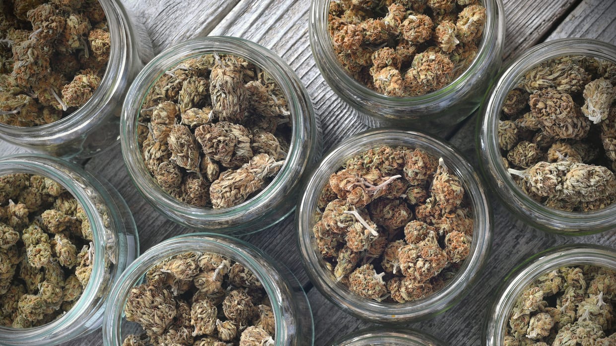 A group of small glass jars filled with marijuana.