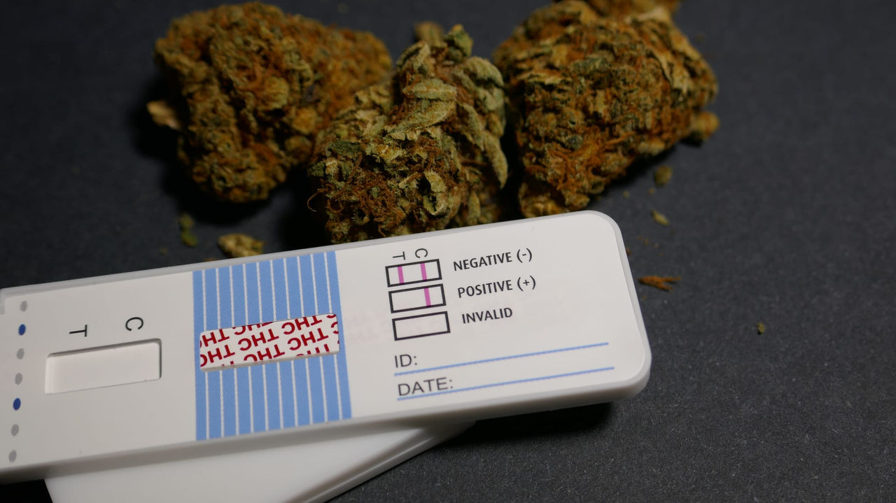 A test for marijuana on a table next to a marijuana plant.