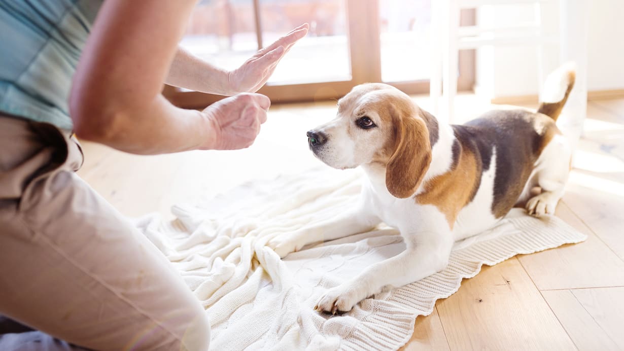 A woman petting a beagle dog on the floor.