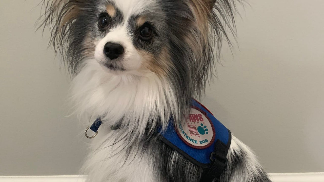 A small dog wearing a blue and white vest.