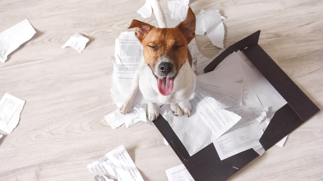 A dog sitting on top of a pile of papers.