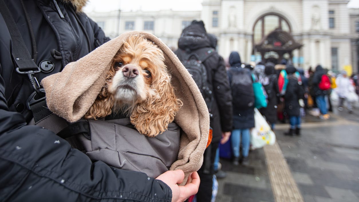 A dog wearing a coat in front of a crowd of people.