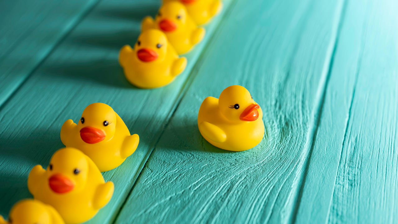 Rubber ducks in a row on a blue background.