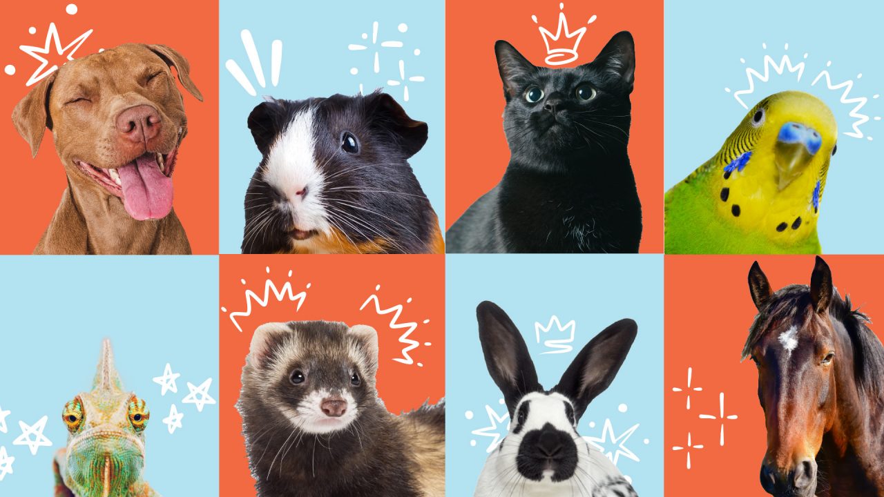 Happy pets are shown in a colorful collage, including a dog, guinea pig, cat, bird, and more.
