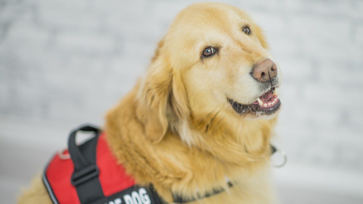 A golden retriever wearing a service dog vest.