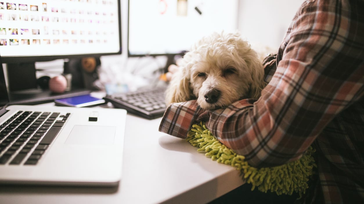 A woman sitting at a desk with a dog resting on her lap.