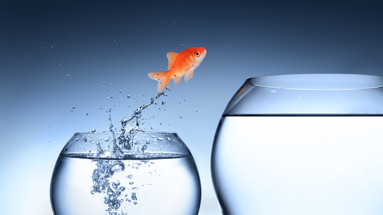 A goldfish jumping out of a glass of water.