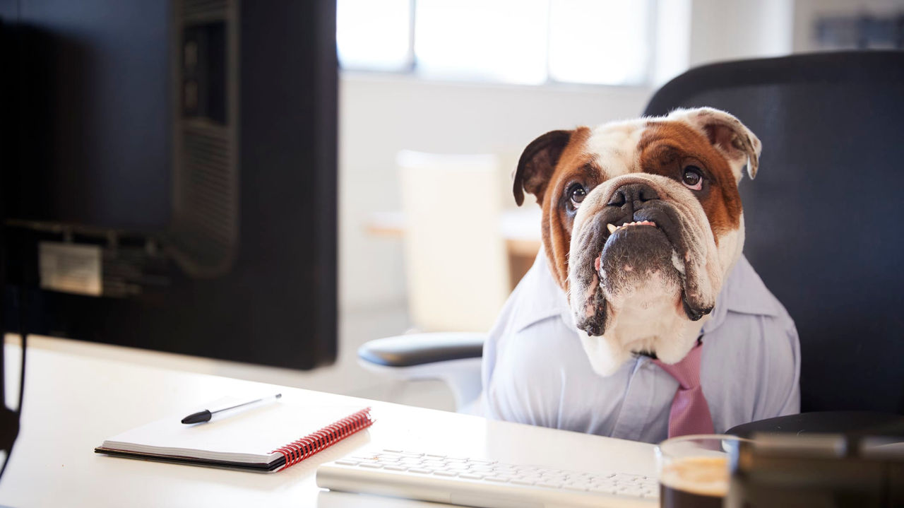A bulldog wearing work attire sitting at a desk.