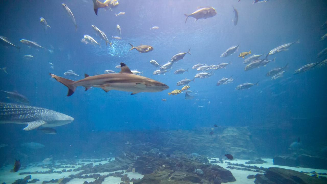 A large group of sharks swimming in an aquarium.