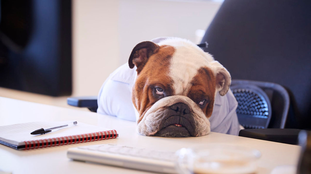 A bulldog sitting at a desk with a cup of coffee.