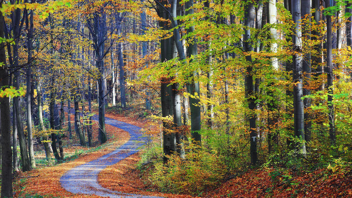 A road surrounded by trees in the fall.