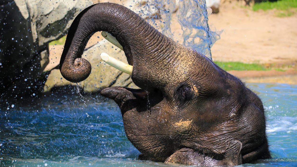 A baby elephant is playing in the water.