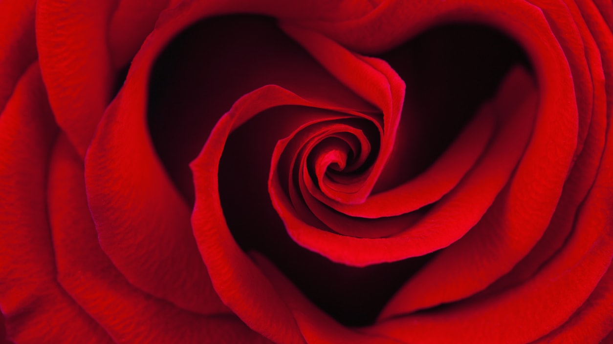 A close up of a red rose in a heart shape.