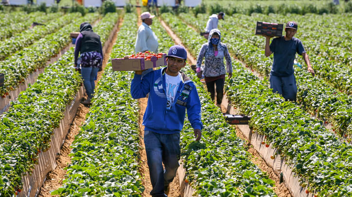A group of people walking through a strawberry field.