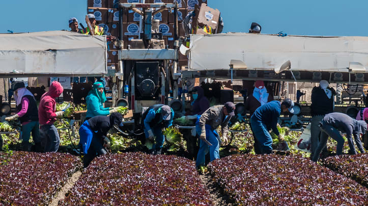 A group of people working in a field of lettuce.