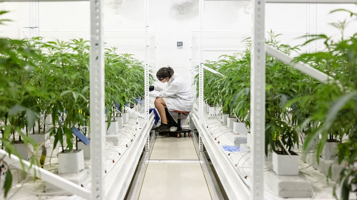 A man working in a greenhouse with marijuana plants.