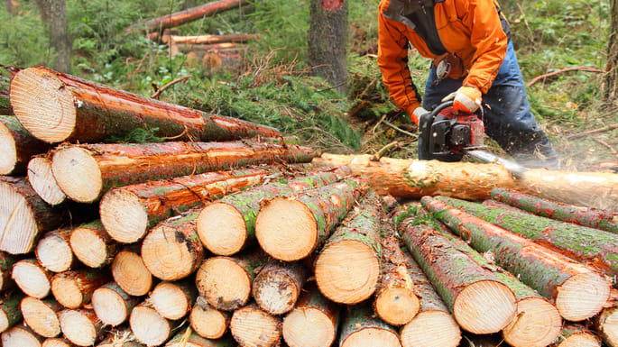A man cutting logs in a wooded area.