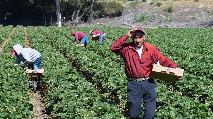 A group of workers picking strawberries in a field.