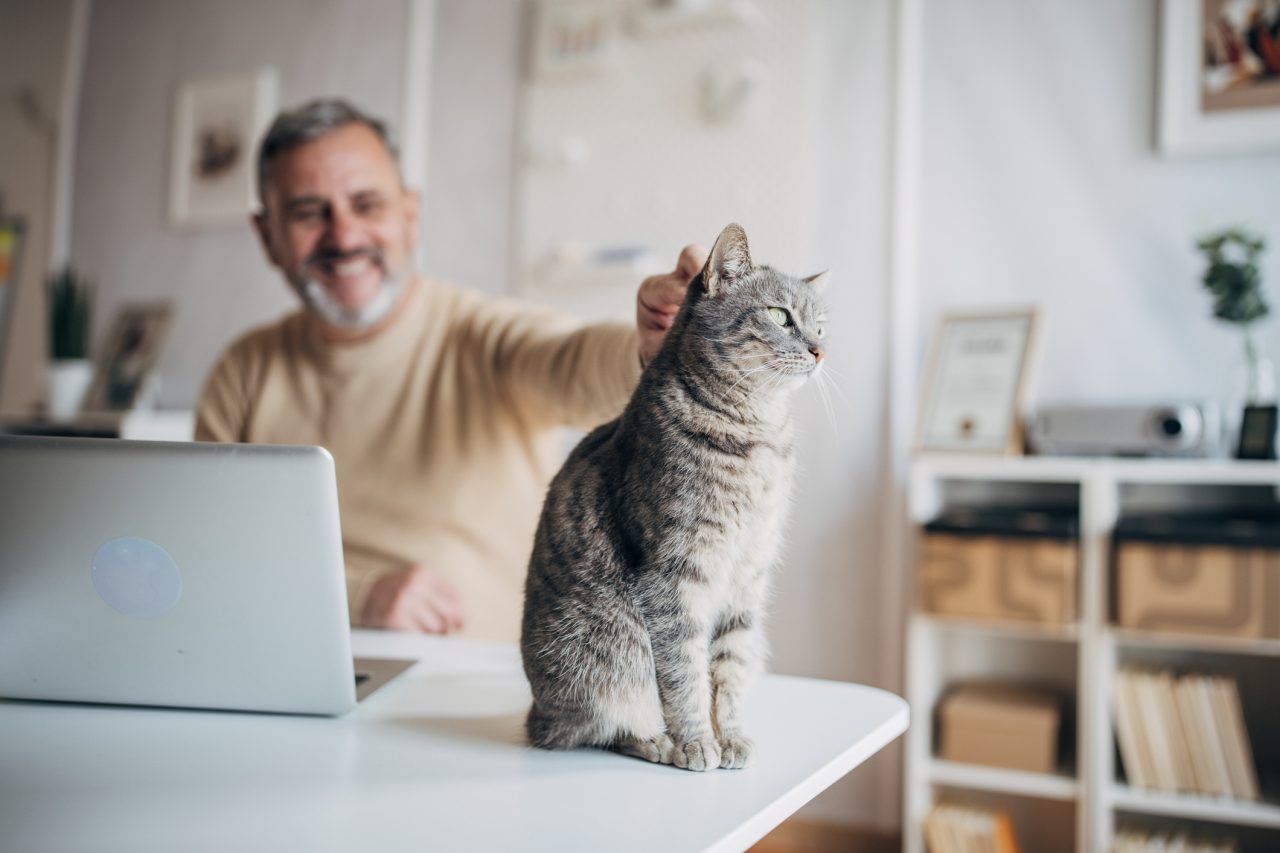 A man pets his cat while working from home on his laptop.